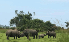 Rhino-Tracking-in-Rwanda-Unique-Experiences