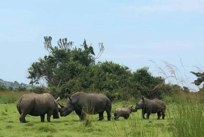 Rhino-Tracking-in-Rwanda-Unique-Experiences