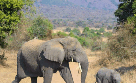 Rwanda-Big-Five-Safari--Where-to-Go