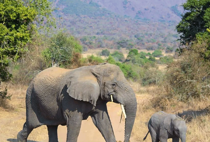Rwanda-Big-Five-Safari--Where-to-Go