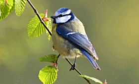 Rwanda-Birdwatching-Safari-Guide