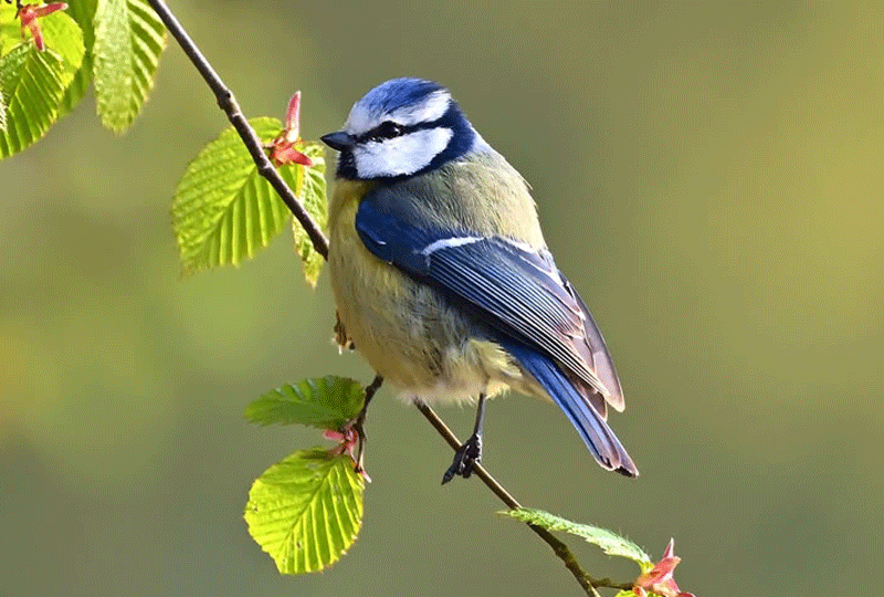 Rwanda-Birdwatching-Safari-Guide