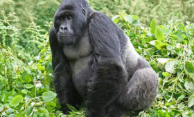 Rwanda- Gorilla-Trekking- and- Safari- Combo- Tours