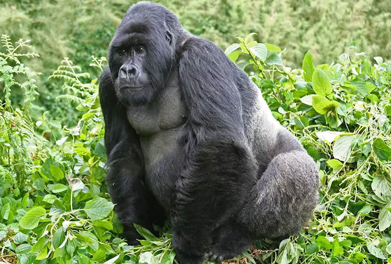 Rwanda- Gorilla-Trekking- and- Safari- Combo- Tours