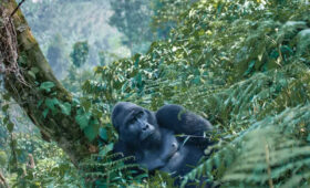 Rwanda-Gorilla-Trekking-in-the-Rainy-Season