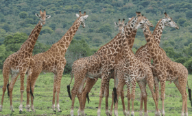 Safari-Photography-Tips-in-Rwanda’s-National-Parks