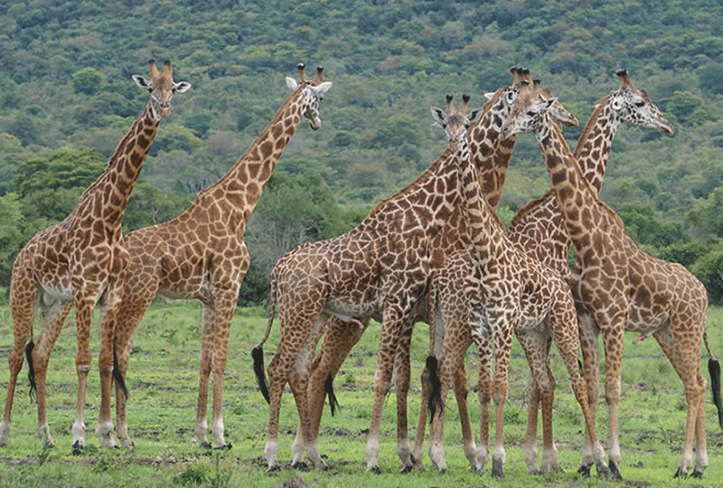 Safari-Photography-Tips-in-Rwanda’s-National-Parks