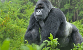 Safari-and-Gorilla-Combo-Rwanda’s-Ultimate-Tou