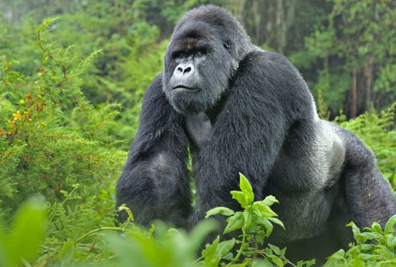 Safari-and-Gorilla-Combo-Rwanda’s-Ultimate-Tou