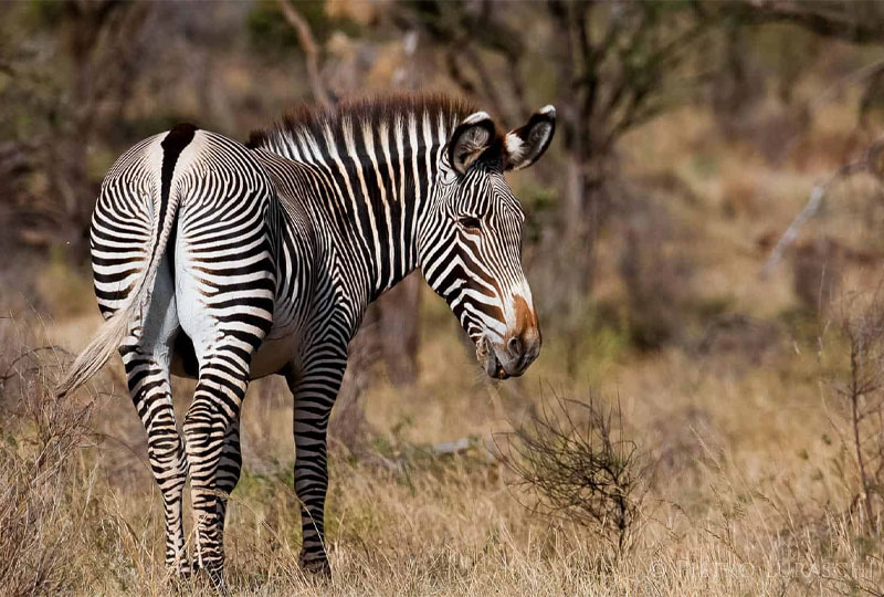 Samburu National Reserve Safari Guide