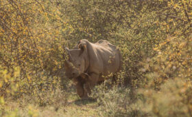 Sera Rhino Sanctuary Safari Experience
