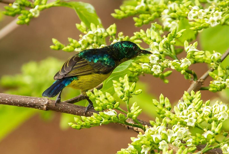 The Best Time for Bird Watching on the Nile