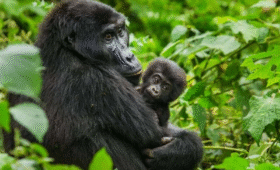 The History of Gorilla Conservation in Uganda