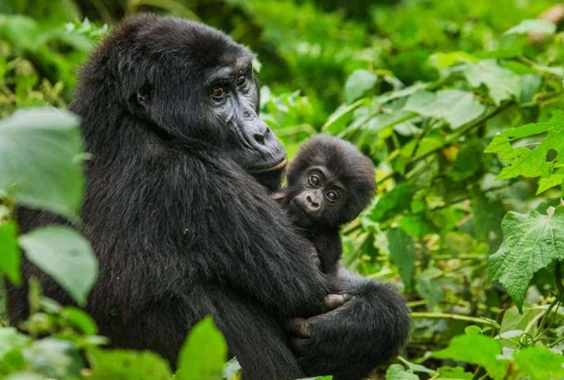 The History of Gorilla Conservation in Uganda