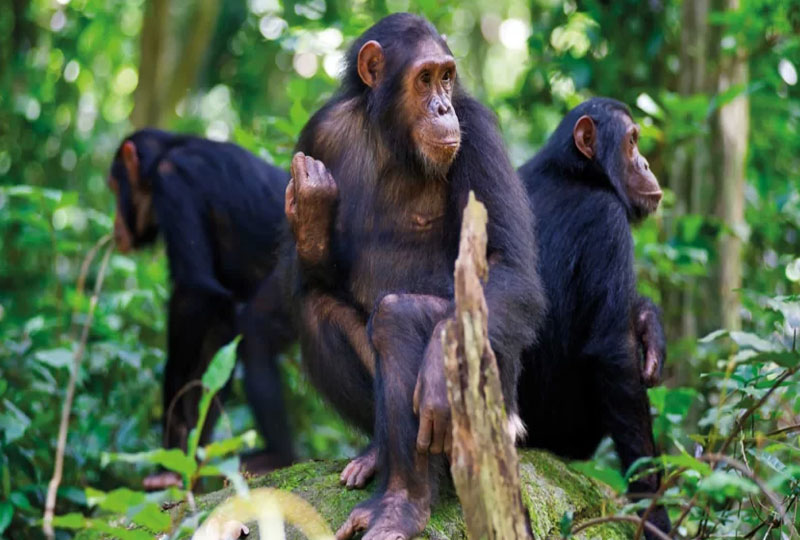 Top-Budget-Options-for-Gorilla-Trekking-in-Rwanda