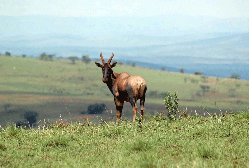 Two-Day-Akagera-Safari-from-Kigali