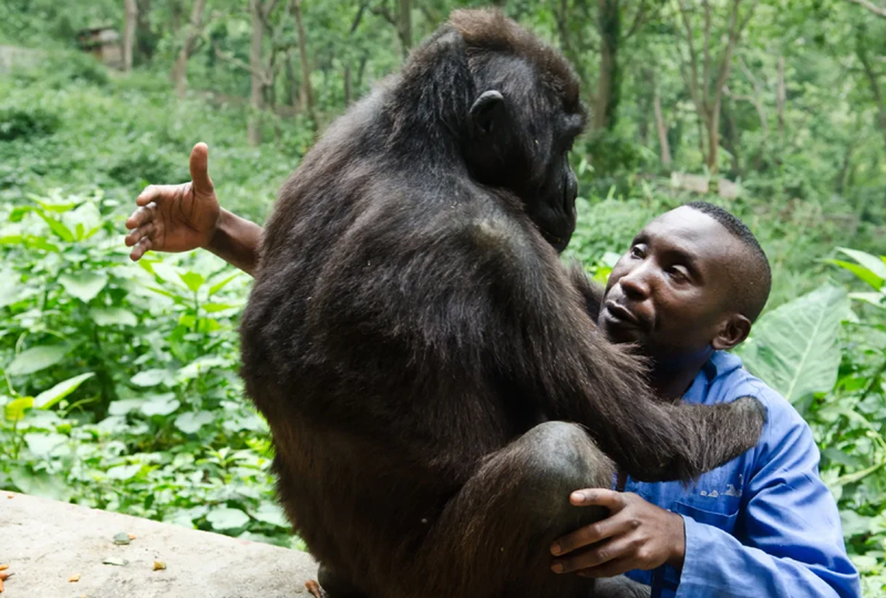 Uganda Gorilla Trekking: Physical Fitness Requirements