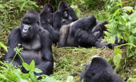 Ultimate Guide to Gorilla Trekking in Rwanda