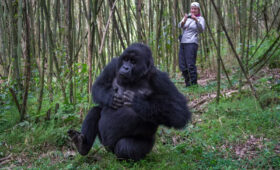 Ultimate Guide to Gorilla Trekking in Uganda