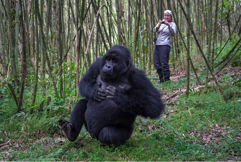 Ultimate Guide to Gorilla Trekking in Uganda