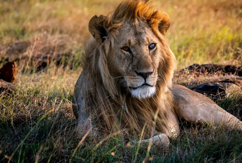 Unique Safari in Central Kenya