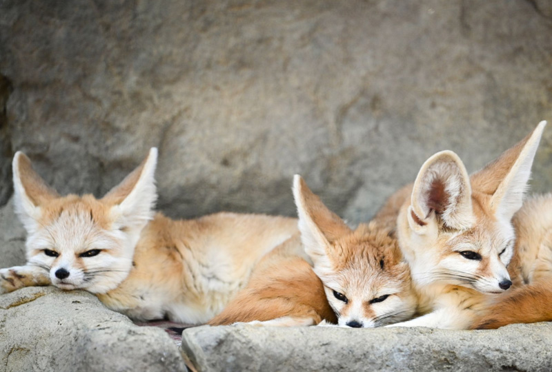 Unique Wildlife of Egypt’s Desert Regions