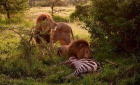 What Animals Can You See on Safari in Kenya?