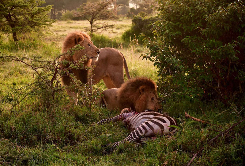 What Animals Can You See on Safari in Kenya?