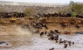 What Makes Masai Mara Safari So Special