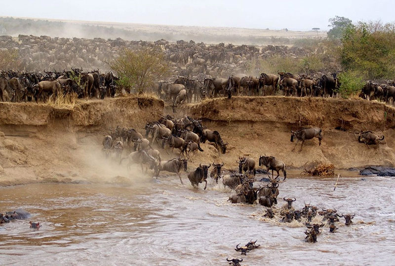 What Makes Masai Mara Safari So Special