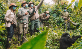 What Makes Uganda Gorilla Trekking Unique?
