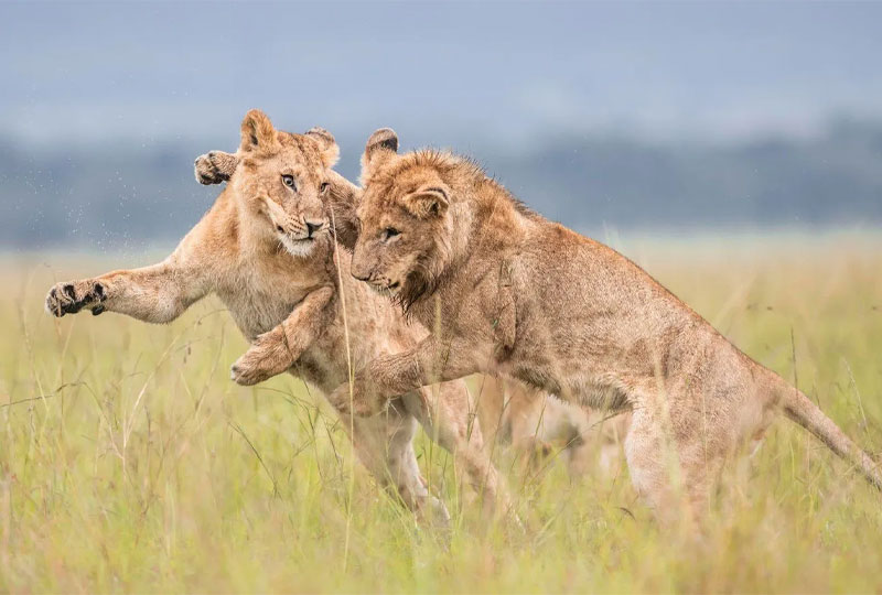 December is one of the most exciting months to experience a Kenya safari. Falling during the short dry season and the start of the festive period