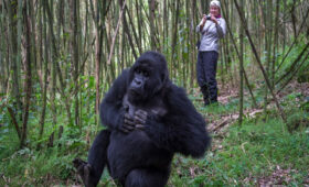 What to Expect on a Gorilla Trek in Rwanda