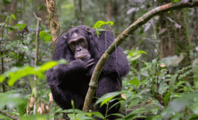 What-to-Expect-on-a-Primate-Trekking-in-Nyungwe