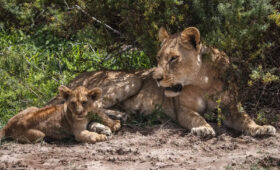 What’s Included in a Typical Kenya Safari