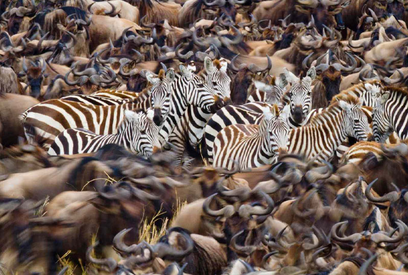 When Is the Great Migration in Kenya?