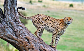 Where to See Cheetahs in Kenya