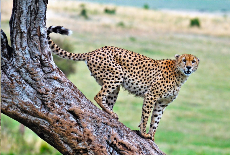 Where to See Cheetahs in Kenya