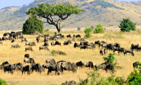 Why Masai Mara is the Best Safari Destination