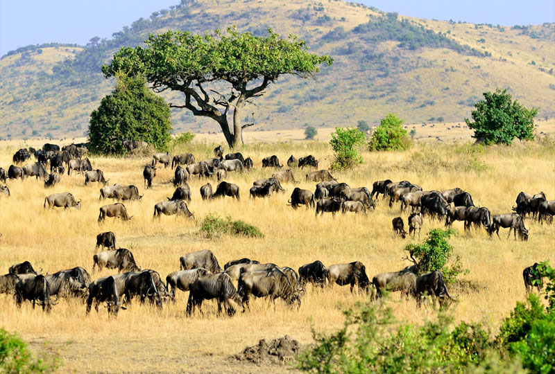Why Masai Mara is the Best Safari Destination