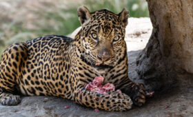 Why Visit Kenya for a Safari in 2025