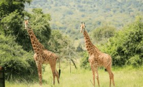 Wildlife-Conservation-in-Rwanda-Success-Stories