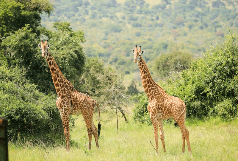 Wildlife-Conservation-in-Rwanda-Success-Stories