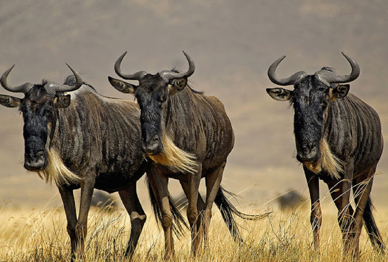 Wildlife Migration in Loita Hills