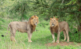 Wildlife-You-Can-See-in-Akagera-National-Park