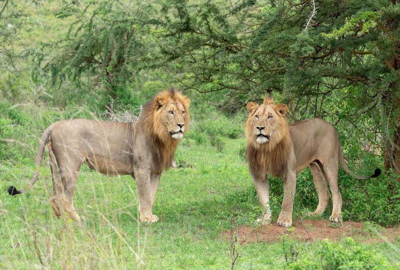 Wildlife-You-Can-See-in-Akagera-National-Park