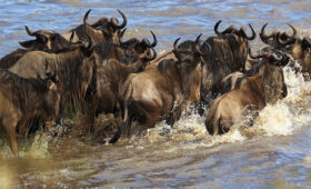 best time to go on safari in kenya