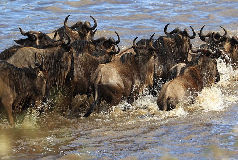 best time to go on safari in kenya