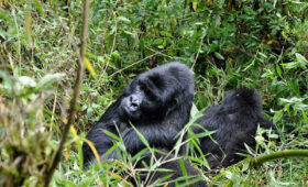 orilla Trekking in Rwanda vs Uganda: Key Differences