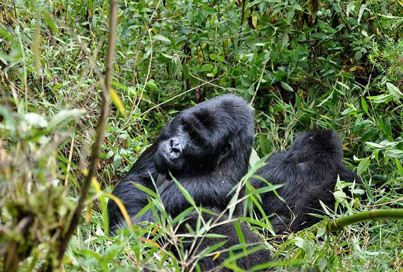 orilla Trekking in Rwanda vs Uganda: Key Differences